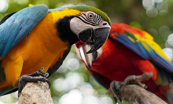 Guacamayas