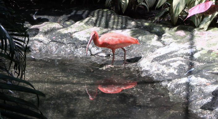 Touring Port  : the Bare-faced Ibis