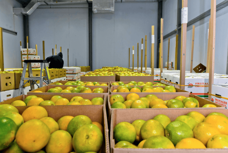 PRIMERA EXPORTACIÓN DE NARANJAS